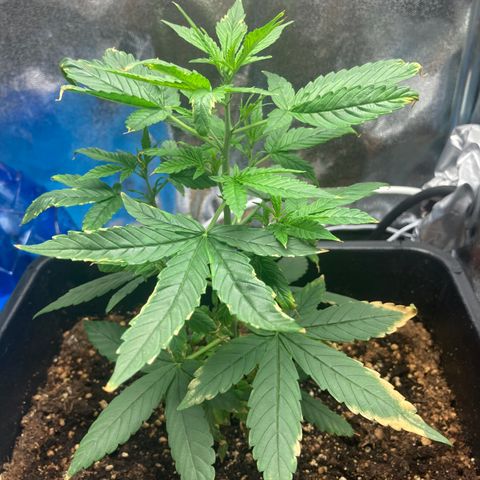 Green Gelato Automatic  growlog timeline photo