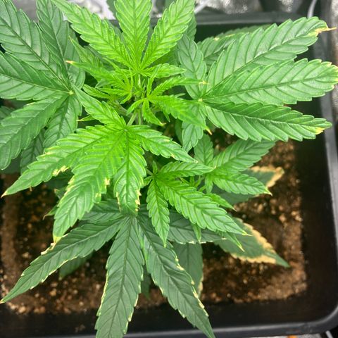 Green Gelato Automatic  growlog timeline photo