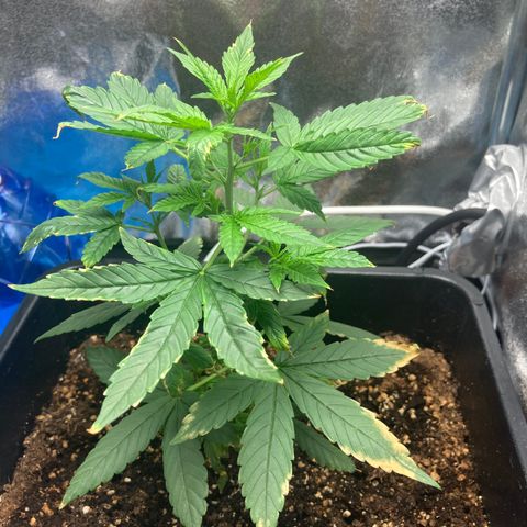 Green Gelato Automatic  growlog timeline photo