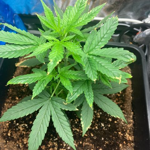 Green Gelato Automatic  growlog timeline photo