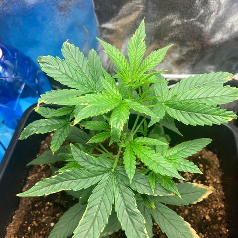 Green Gelato Automatic  growlog timeline photo