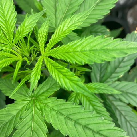 Green Gelato Automatic  growlog timeline photo