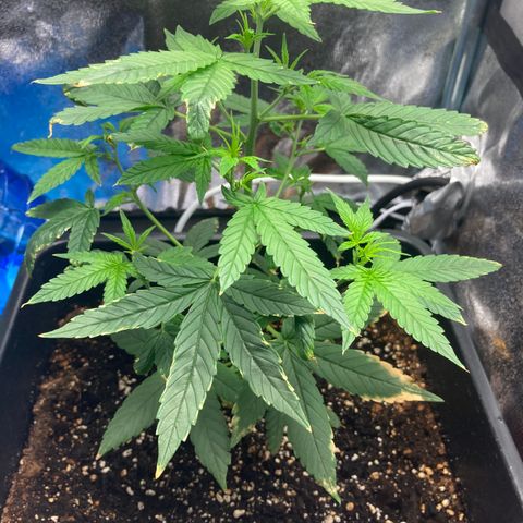 Green Gelato Automatic  growlog timeline photo