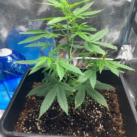 Green Gelato Automatic  growlog timeline photo