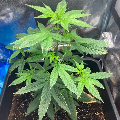 Green Gelato Automatic  growlog timeline photo