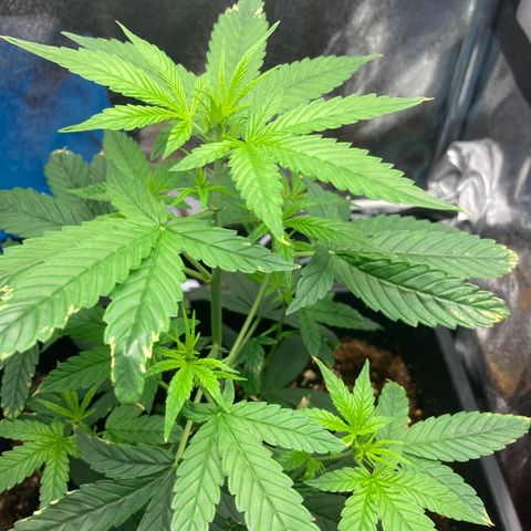 Green Gelato Automatic  growlog timeline photo
