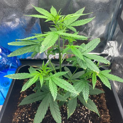 Green Gelato Automatic  growlog timeline photo