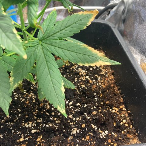 Green Gelato Automatic  growlog timeline photo