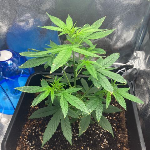 Green Gelato Automatic  growlog timeline photo