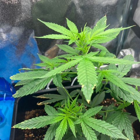 Green Gelato Automatic  growlog timeline photo