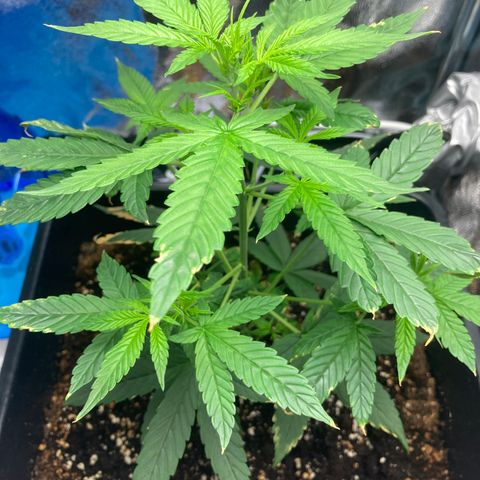 Green Gelato Automatic  growlog timeline photo