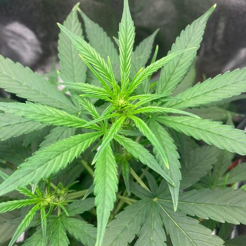 Green Gelato Automatic  growlog timeline photo