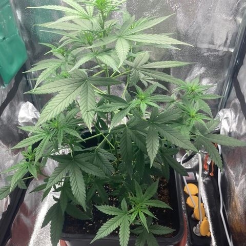 Green Gelato Automatic  growlog timeline photo