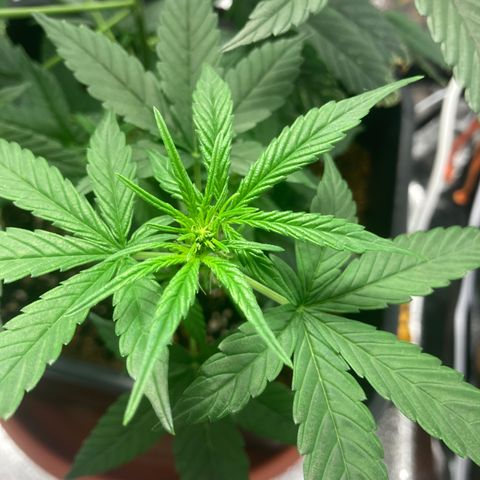 Green Gelato Automatic  growlog timeline photo