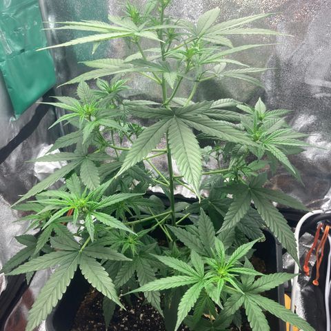 Green Gelato Automatic  growlog timeline photo