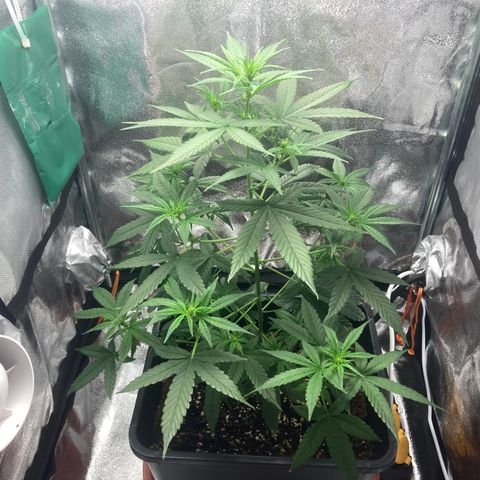 Green Gelato Automatic  growlog timeline photo