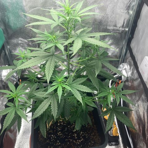Green Gelato Automatic  growlog timeline photo