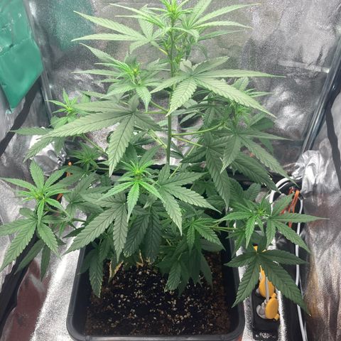Green Gelato Automatic  growlog timeline photo