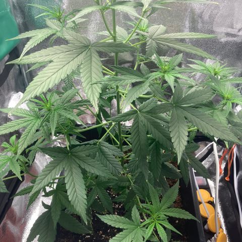 Green Gelato Automatic  growlog timeline photo