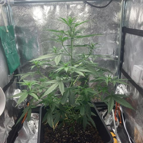 Green Gelato Automatic  growlog timeline photo