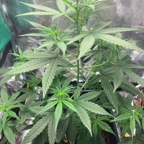 Green Gelato Automatic  growlog timeline photo