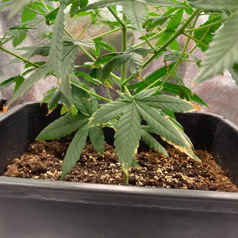 Green Gelato Automatic  growlog timeline photo