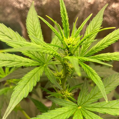 Green Gelato Automatic  growlog timeline photo
