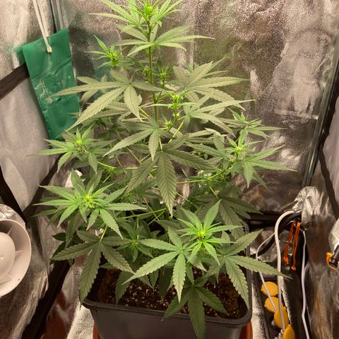 Green Gelato Automatic  growlog timeline photo
