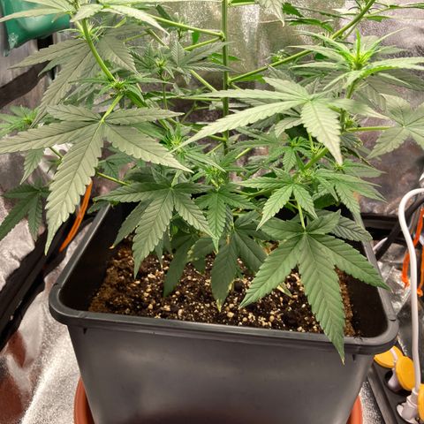 Green Gelato Automatic  growlog timeline photo