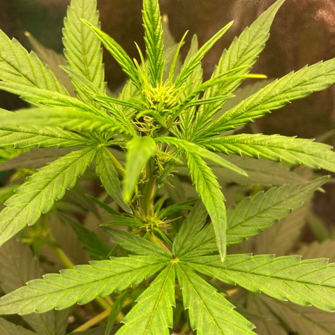 Green Gelato Automatic  growlog timeline photo