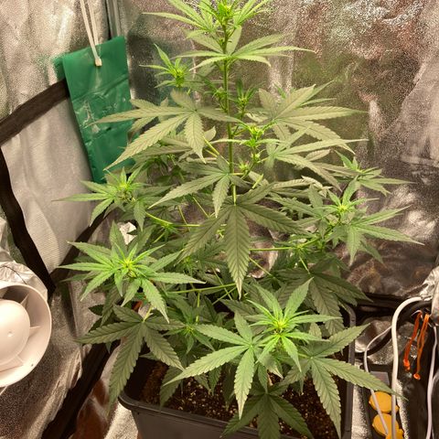 Green Gelato Automatic  growlog timeline photo