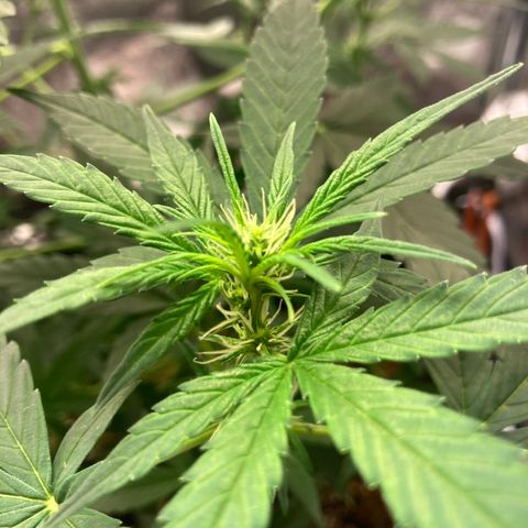 Green Gelato Automatic  growlog timeline photo