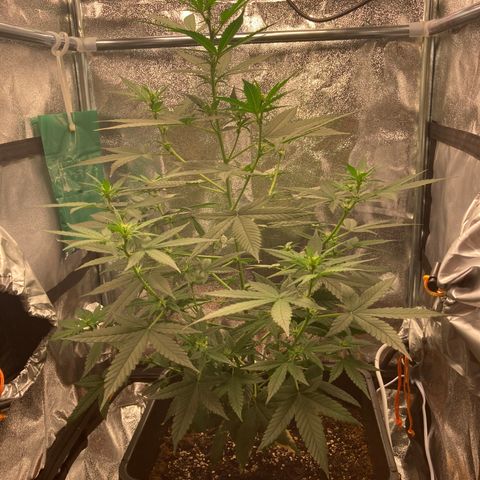 Green Gelato Automatic  growlog timeline photo