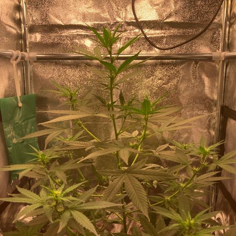 Green Gelato Automatic  growlog timeline photo