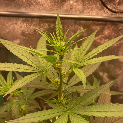 Green Gelato Automatic  growlog timeline photo