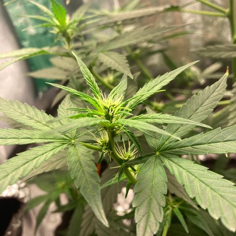 Green Gelato Automatic  growlog timeline photo