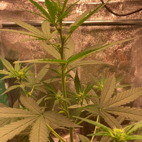 Green Gelato Automatic  growlog timeline photo