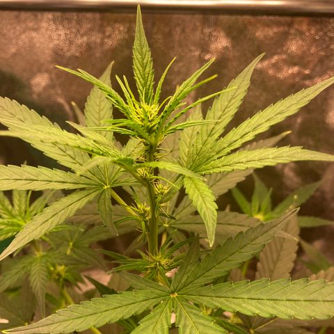 Green Gelato Automatic  growlog timeline photo
