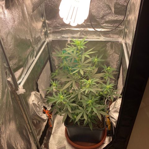 Green Gelato Automatic  growlog timeline photo