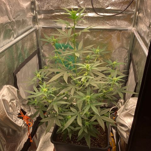 Green Gelato Automatic  growlog timeline photo