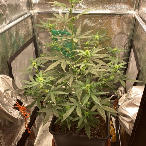 Green Gelato Automatic  growlog timeline photo