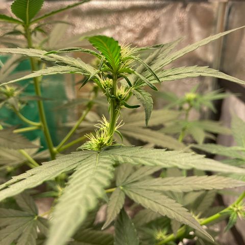 Green Gelato Automatic  growlog timeline photo