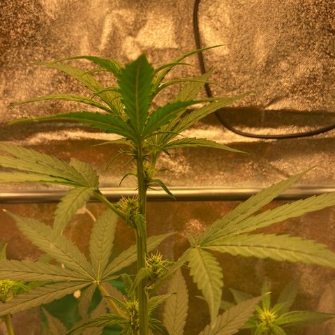 Green Gelato Automatic  growlog timeline photo