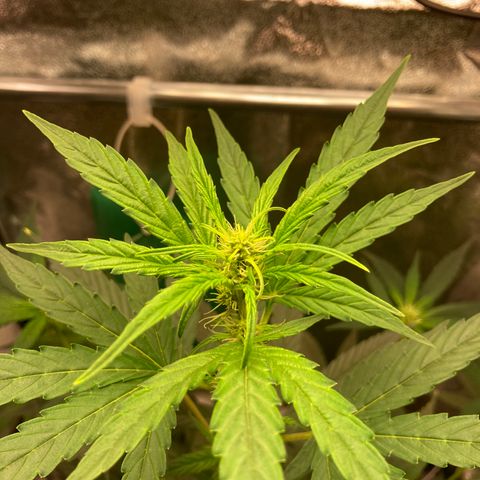 Green Gelato Automatic  growlog timeline photo