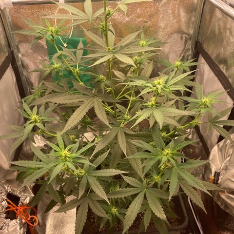 Green Gelato Automatic  growlog timeline photo