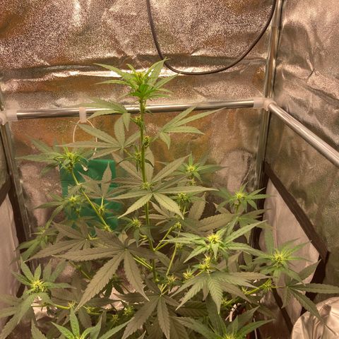 Green Gelato Automatic  growlog timeline photo