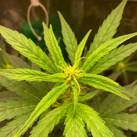 Green Gelato Automatic  growlog timeline photo