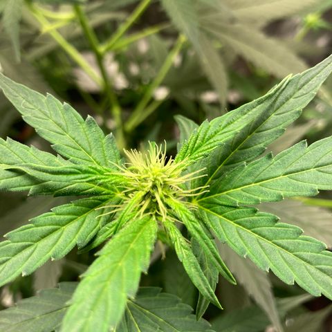 Green Gelato Automatic  growlog timeline photo