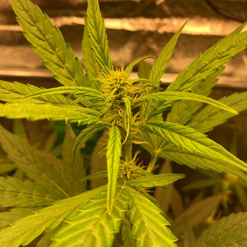 Green Gelato Automatic  growlog timeline photo