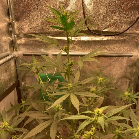 Green Gelato Automatic  growlog timeline photo